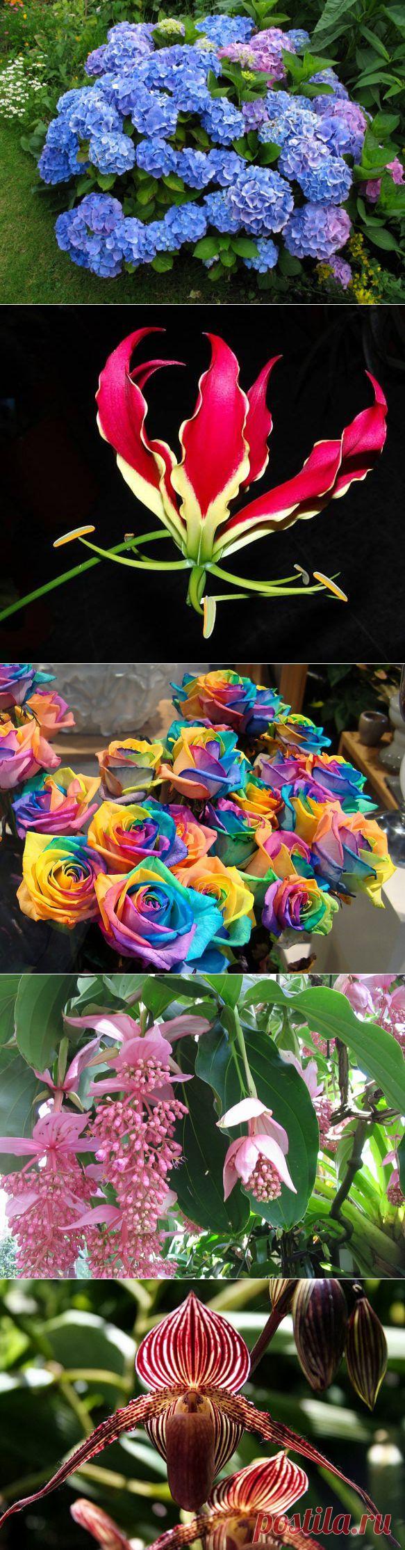 Самые дорогие цветы в мире. Топ-9