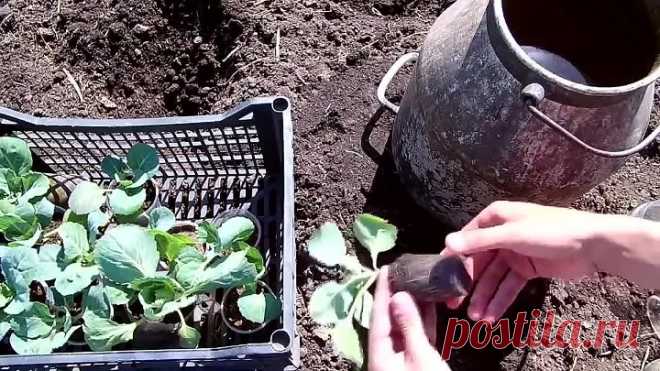 Выращивание капусты от рассады до сбора урожая