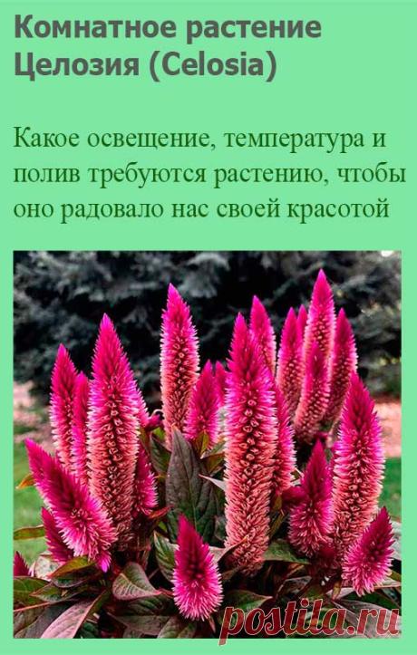 Комнатное растение Целозия (Celosia). Родина многих целозий - Индонезия. Высота растений обычно не превышает 40 см. Цветение начинается летом или в начале осени. Форма и окраска соцветий могут быть самыми разными. Размножение растений, принадлежащих к разным видам целозий, возможно семенами. Приобретенные гибриды выращиваются как однолетние растения.