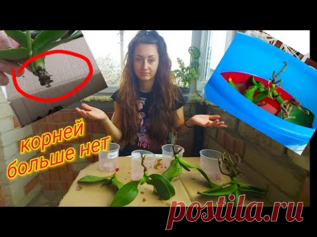 Мамины Орхидеи уценки ГНИЛУШКИ живых корней нет😱 полная ЗАЧИСТКА гнилых орхидей и лучшая обработка