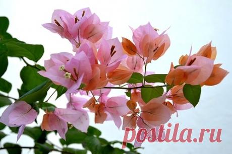 Сообщество STARики - разбойники - Новости и дискуссии на тему STARики - разбойники.