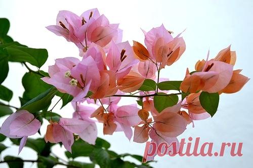 Сообщество STARики - разбойники - Новости и дискуссии на тему STARики - разбойники.