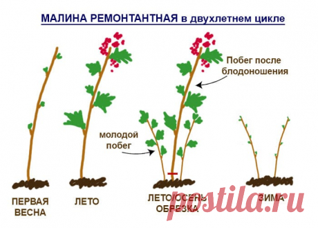 Уход за ремонтантной малиной осенью, посадка, сроки и правила пересадки ремонтантной малины в осенний период