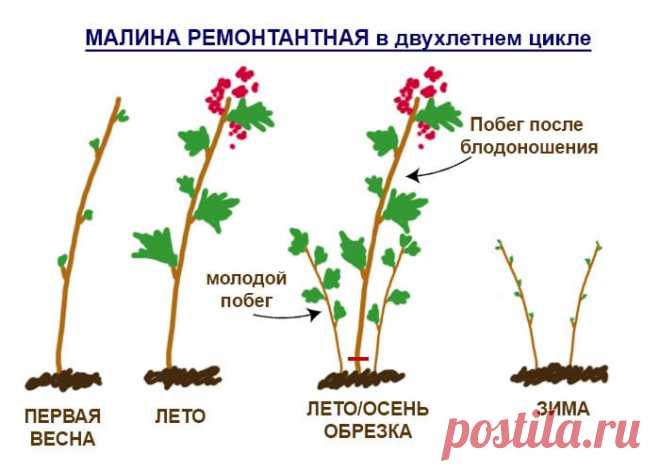 Уход за ремонтантной малиной осенью, посадка, сроки и правила пересадки ремонтантной малины в осенний период