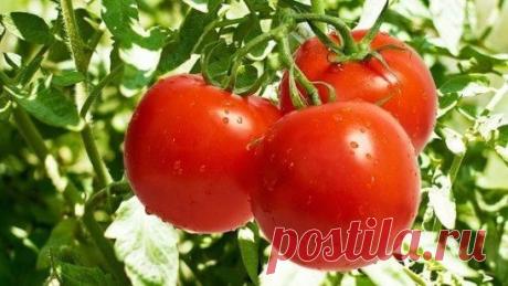 МОЙ САД |Дача, загородный дом, огород, растения