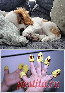 Корниш рекс и другие материалы. Новое в Вашей подборке на Постила.ru - galina.manzhura@mail.ru - Почта Mail.Ru