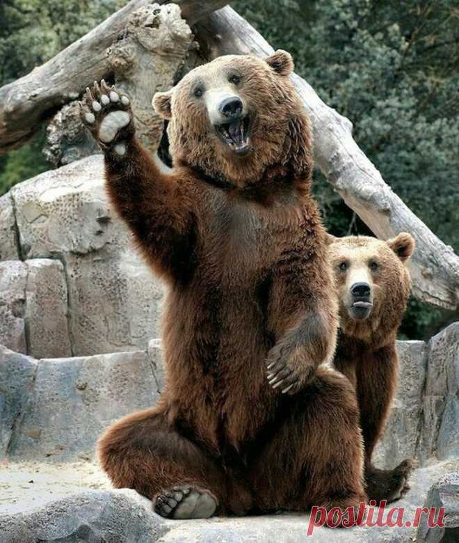 (2) Животный мир