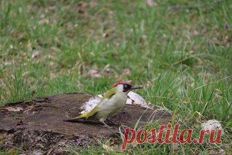 Зеленый дятел.
Снято 16 марта 2019, г.Краснодар.