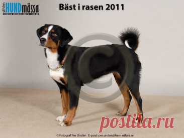 APPENZELLER SENNENHUND Namn:  AP, C.I.B, LPI, NORD UCH, SE V-10, SE V-11 ALPPIKELLON EMILIA    Ägare:  SIMARRO BARBRO, GRÄNGESBERG   Uppfödare:  HIETANEN TUIJA, FI-46230 ARO