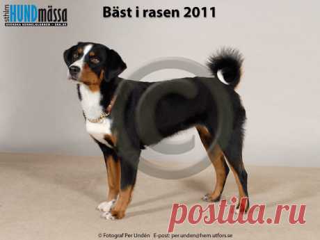 APPENZELLER SENNENHUND Namn:  AP, C.I.B, LPI, NORD UCH, SE V-10, SE V-11 ALPPIKELLON EMILIA    Ägare:  SIMARRO BARBRO, GRÄNGESBERG   Uppfödare:  HIETANEN TUIJA, FI-46230 ARO