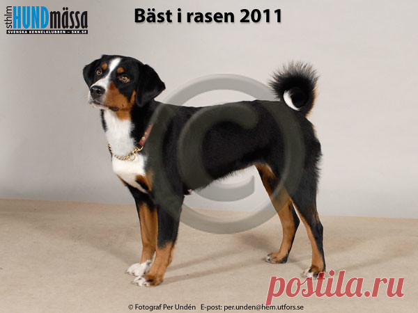 APPENZELLER SENNENHUND Namn:  AP, C.I.B, LPI, NORD UCH, SE V-10, SE V-11 ALPPIKELLON EMILIA    Ägare:  SIMARRO BARBRO, GRÄNGESBERG   Uppfödare:  HIETANEN TUIJA, FI-46230 ARO