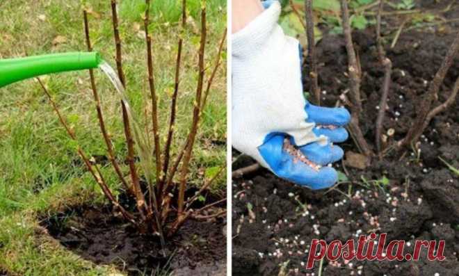 Чем я подкармливаю сливу осенью. Правильные удобрения для обильного урожая
Слива, как и любое садовое дерево, нуждается в осенней подкормке. Если не...
Читай пост далее на сайте. Жми ⏫ссылку выше