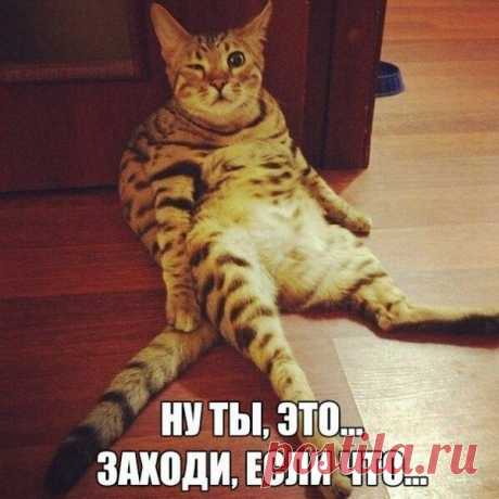 Новый выпуск с котиками - 11 октября - страница 15