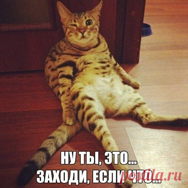 Новый выпуск с котиками - 11 октября - страница 15
