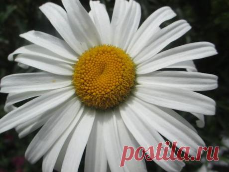 ромашка садовая