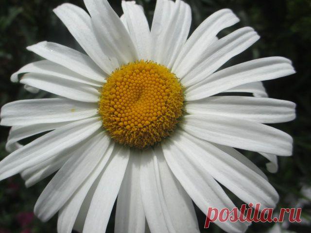ромашка садовая