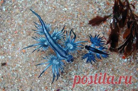 22 животных, о которых вы не знали