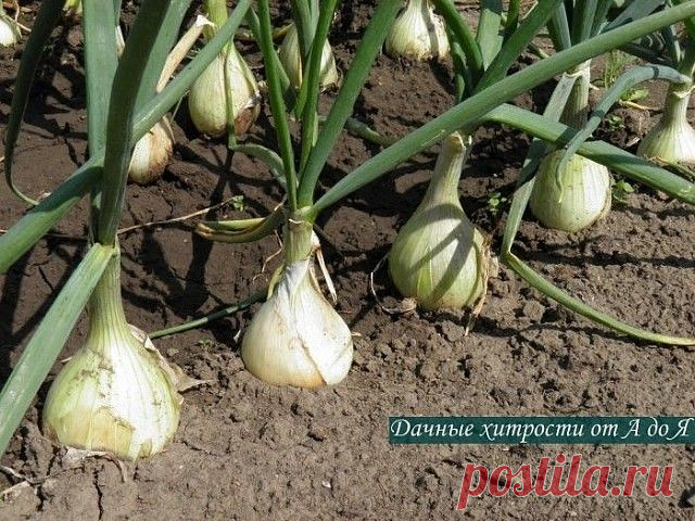 (46) Одноклассники