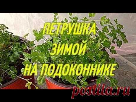 ПЕТРУШКА ЗИМОЙ НА ПОДОКОННИКЕ.