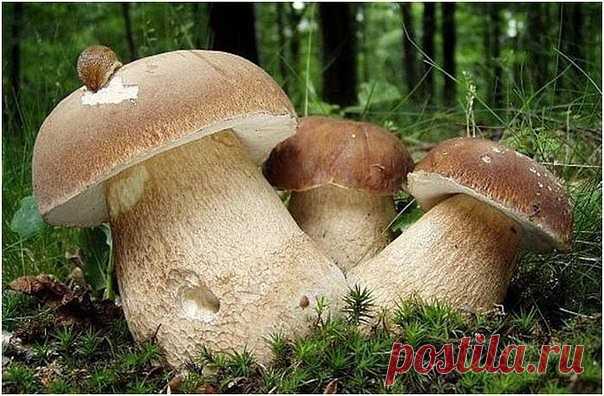 Одноклассники