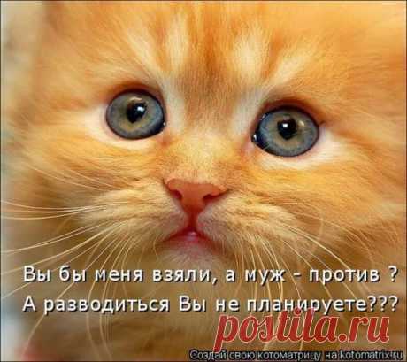 Нужные заботы (котоматрица) - Копилочка: все самое интересное,полезное, красивое!!! - Группы Мой Мир