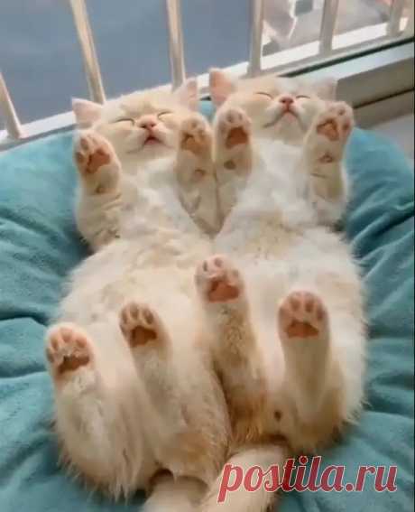 20 фото животных, которые просто хотели поспать, но случайно очаровали всех вокруг - Женский сайт. Интересные статьи для женщин и девушек - медиаплатформа МирТесен