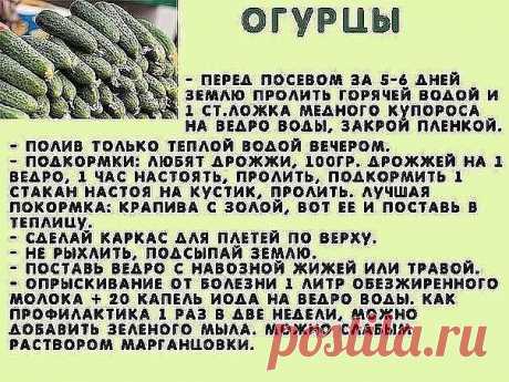 Полезно для огурчиков.