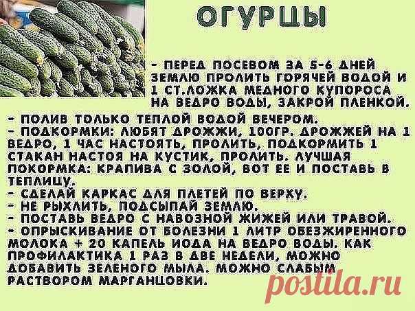 Полезно для огурчиков.
