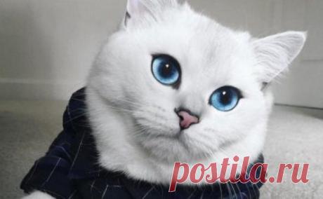 Картинки красивые с кошками (35 фото) 🔥 Прикольные картинки и юмор