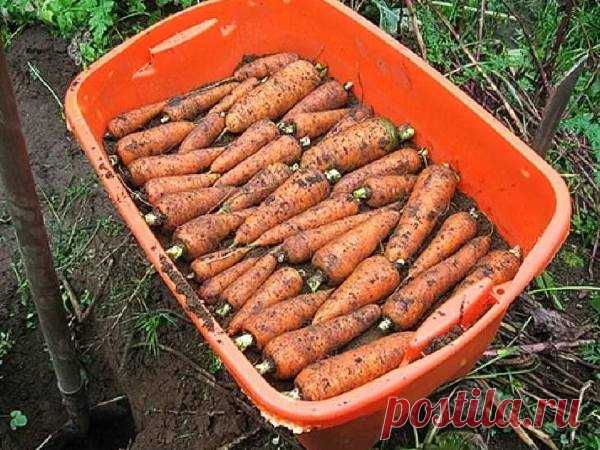 Храню морковь в квартире всю зиму и она не портится: делюсь своим способом