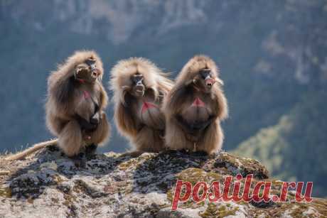 «Охрана не дремлет». Гелады, Эфиопия. Автор фото – Михаил Черемкин: nat-geo.ru/photo/user/27633/