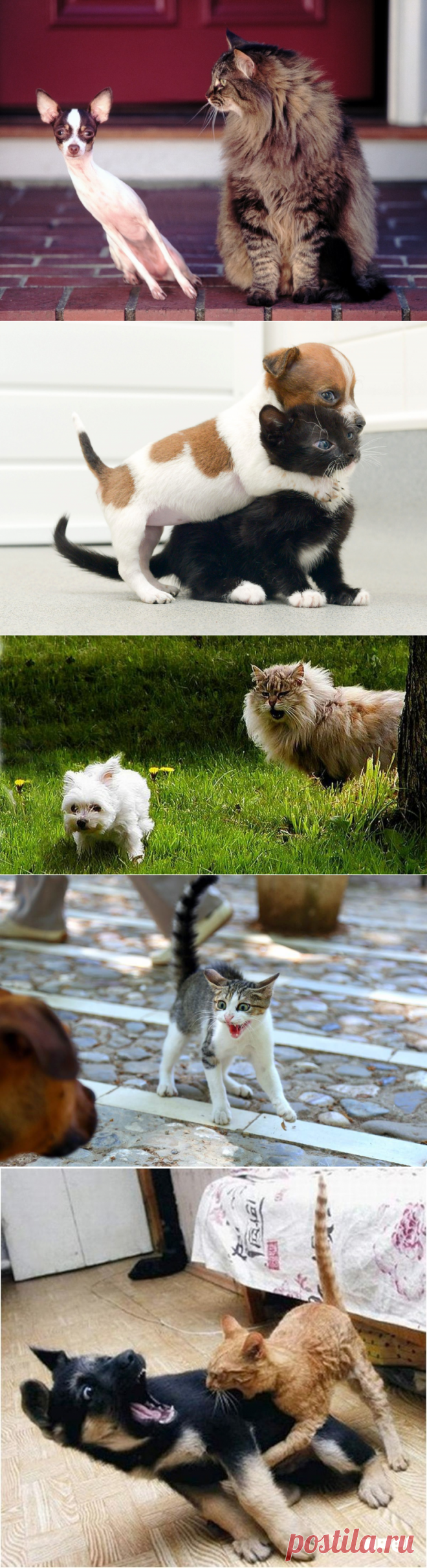 У кота была собака, он её 