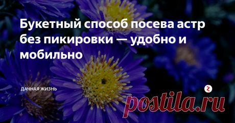 Букетный способ посева астр без пикировки — удобно и мобильно Астры — это замечательные цветы, которые радуют нас своим цветением в августе и сентябре. Есть низкорослые и высокорослые виды. Первые можно посадить сразу в большой вазон без пересадки (пикировки). Вырастает очень красивая шапка-букет из цветов. Таким же образом, можно посеять и другие цветы, к примеру, циннии и бархатцы. Высеваю астры в начале апреля.