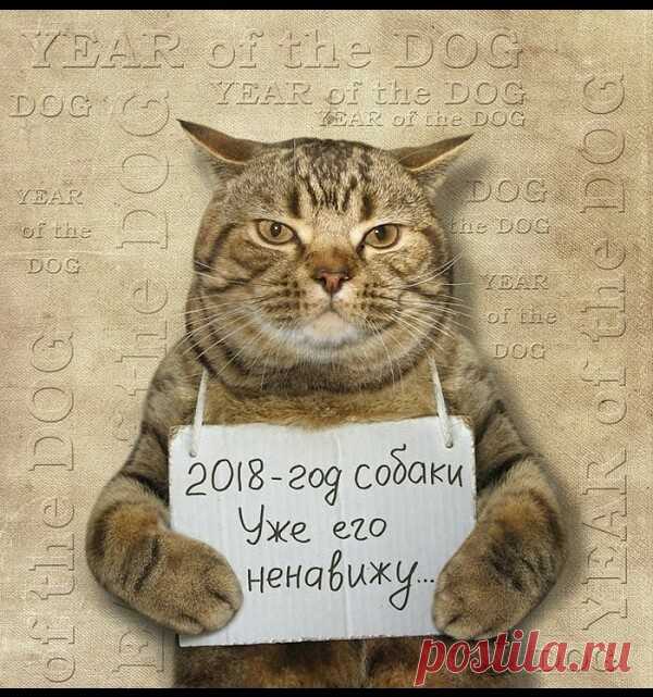 Коты. Отнюдь не ми-ми-ми. - ЯПлакалъ