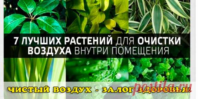 7 лучших растений для очистки воздуха внутри помещения: | Полезные советы