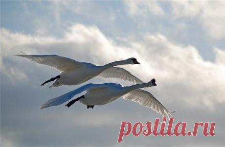 Две белые птицы... Им в небе просторно летают, резвятся...