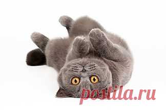 Как покрасить мех в домашних условиях? | Домашний способ