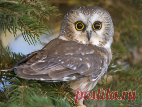 Кто удачливее – Жаворонок или Сова