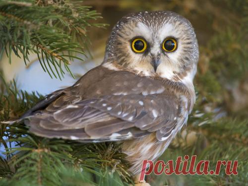 Кто удачливее – Жаворонок или Сова