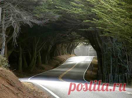 Зеленый туннель.