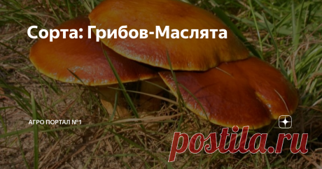 Сорта: Грибов-Маслята Масленок — ценитель сосновых лесов, молодые елочки, мудрые корабельные сосны или же чередующиеся елочно-березовые посадки — масленку это без разницы.
Если под ногами есть иголки, значит это место отлично подойдет для масленка.
Маслёнок растет дружными семейками, в течении всего лета и захватывая теплую осень.
Обладает весьма симпатичными внешними данными: коричневая блестящая шляпка, крепкая