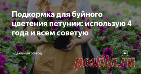 Подкормка для буйного цветения петунии: использую 4 года и всем советую Петуния часто используется для украшения окон и балконов. Существует множество видов этого растения. Чтобы культура долго радовала своих хозяев, очень важна подкормка для буйного цветения петунии.