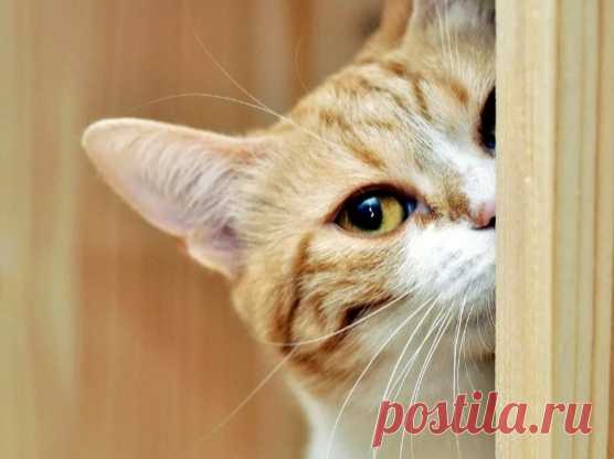 Как кошка понимает хороший перед ней человек или плохой | Кошка.ru | Дзен