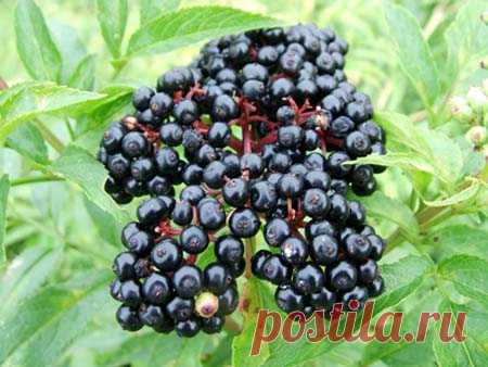 (Sambucus ebulus). Многолетник. Растение это противораковое, противоопухолевое, кровоочистительное, укрепляет иммунную систему, борется с заболеваниями горла. Применяется при заболеваниях крови (лейкоз, лимфогранулематоз) и лимфосистемы, при миоме матки, женских воспалениях, зобе, хронических запорах, а также для лечения ревматизма, подагры, артритов, остеохондроза, болезней почек, воспаления мышц.