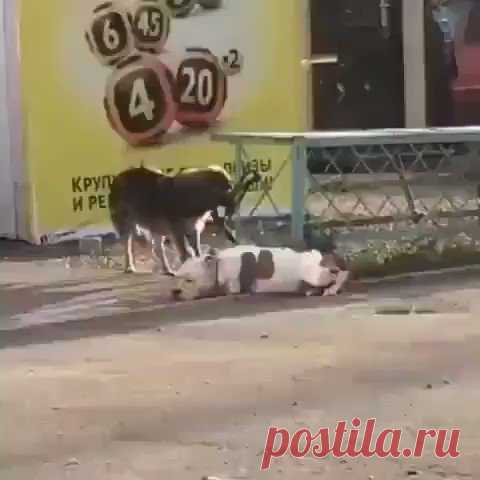 В Новороссийске бездомный пёс отвязал от забора породистую собаку