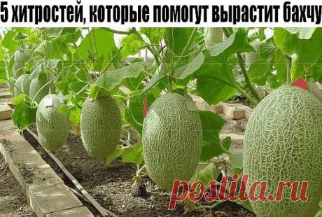 5 хитростей, которые помогут вырастит бахчу