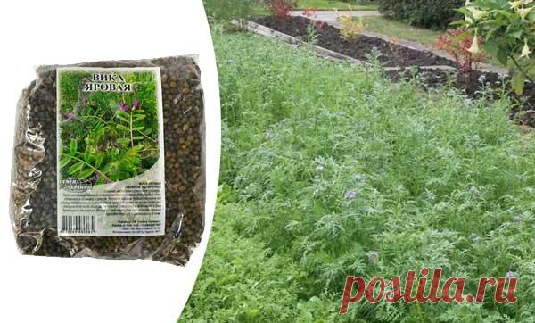 Вика в качестве сидерата для улучшения плодородия почвы: когда сеять и срезать