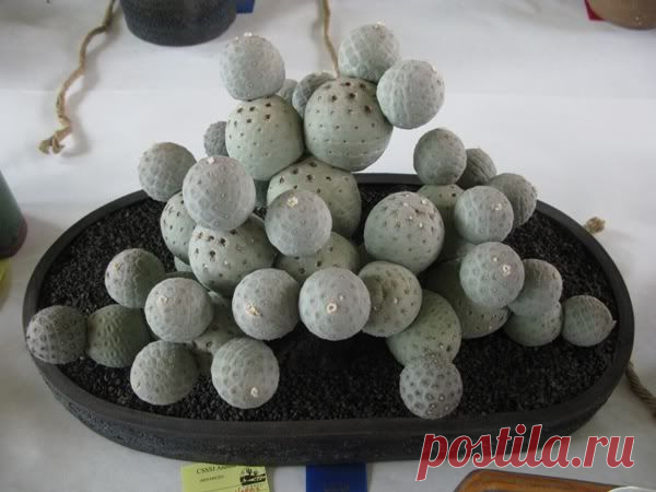 На фото замечательный экземпляр кактуса Tephrocactus geometricus.