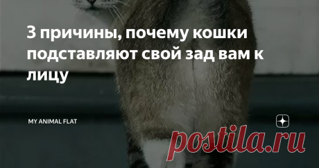 3 причины, почему кошки подставляют свой зад вам к лицу Всем МУР, дорогие читатели!  Представьте, что вы спокойно занимаетесь своими делами сидя на диване, когда внезапно поднимаете глаза и сталкиваетесь с видом ... пушистой кошачьей... нижней части спины, направленной прямо в сторону вашего лица🤣 Некоторые кошатники сейчас вспомнили МНОЖЕСТВО таких ситуаций, не так ли?  Сначала вам кажется, будто кошка просто оплошала, не знает социальных норм, да и не особо понимает, чт...