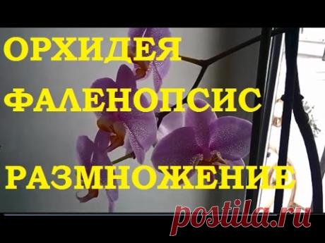 Орхидея фаленопсис.  Размножение с помощью цитокининовой пасты.